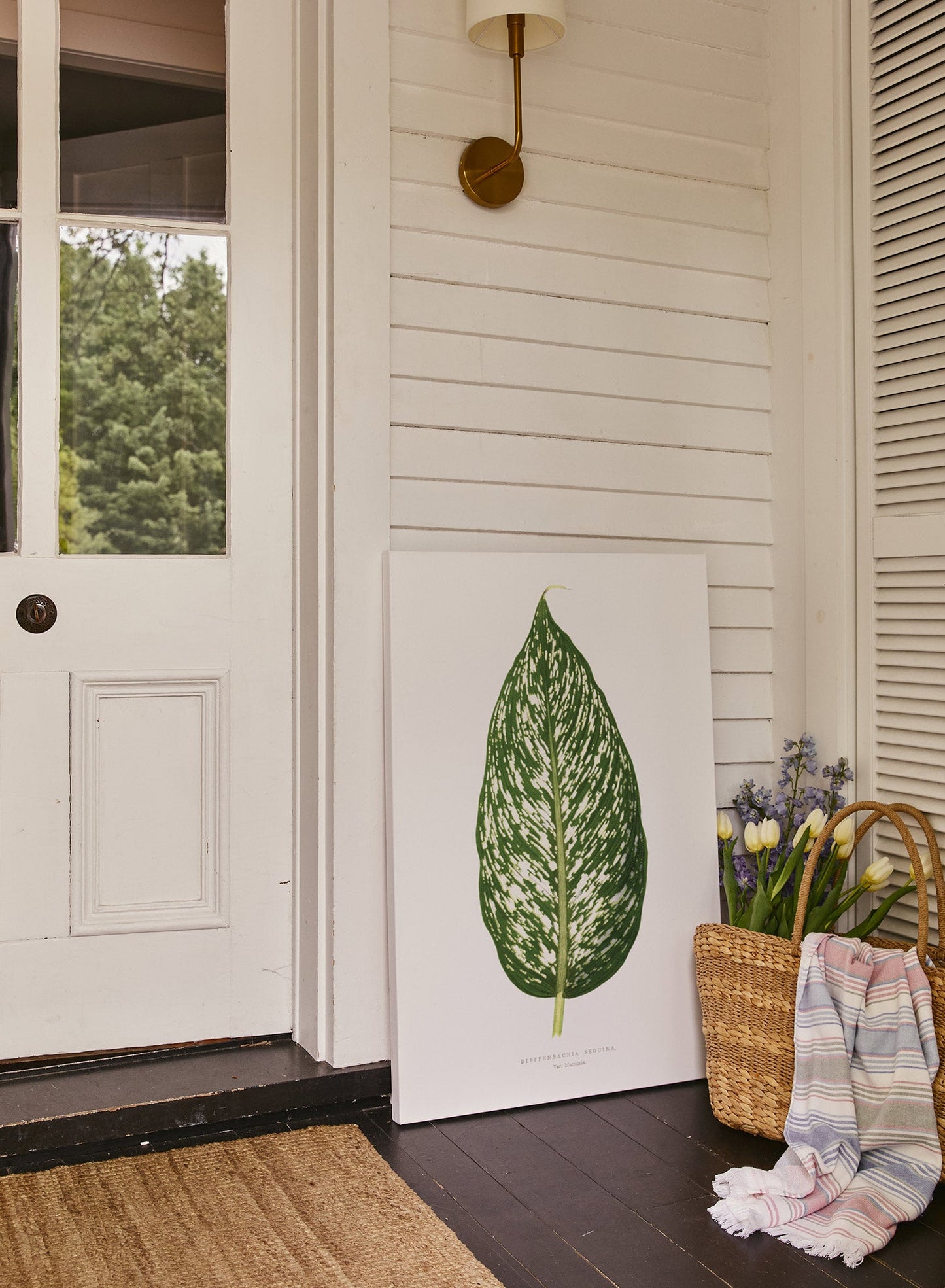 Dieffenbachia, Poster